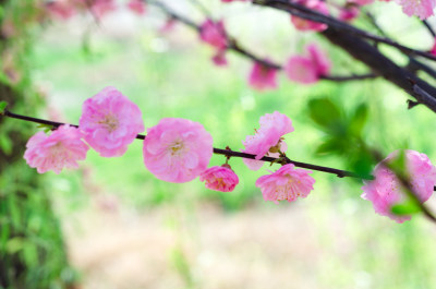 几枝榆叶梅花枝特写