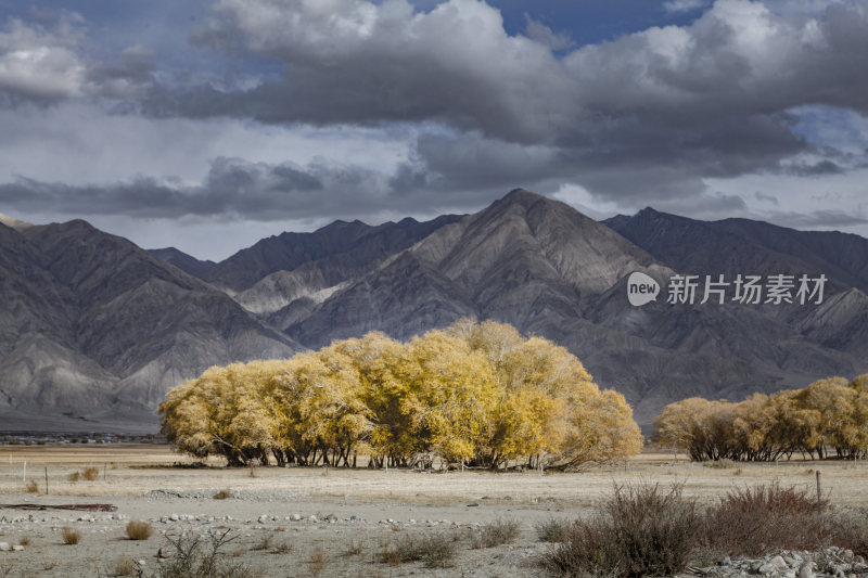 新疆昆仑山脉下的秋景