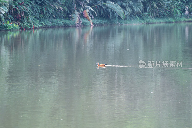 湖里的赤麻鸭