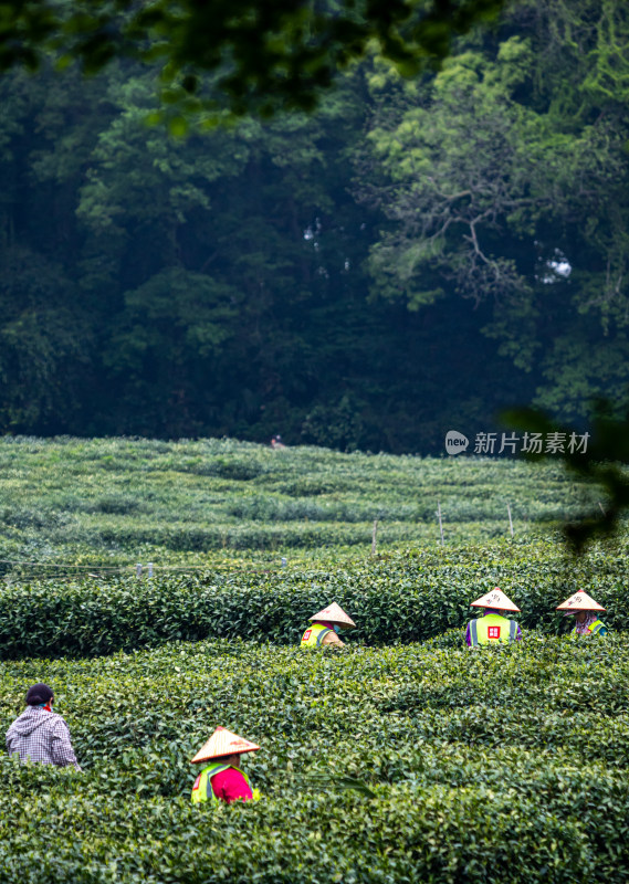 杭州西湖龙井狮峰山茶园采茶