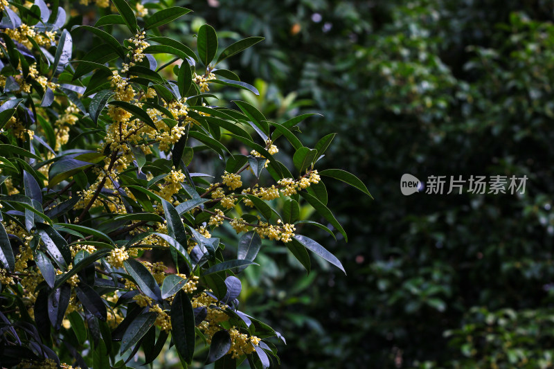 金秋时节桂花盛开