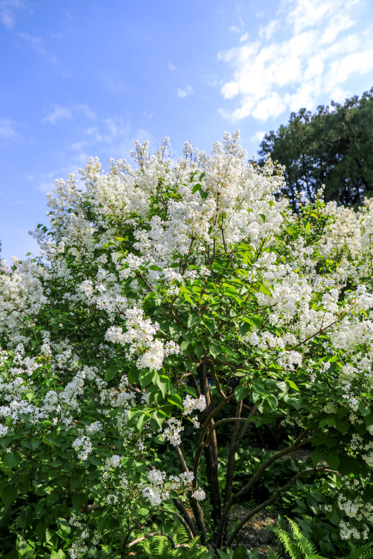 白色丁香花