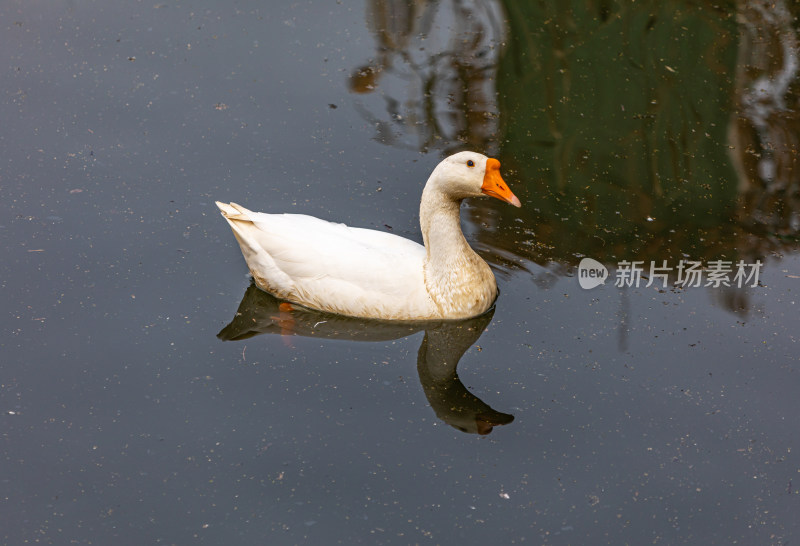 湖泊池塘中的鸭子鹅水禽家禽动物