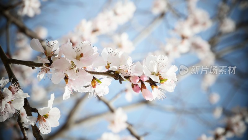 梅花 春日