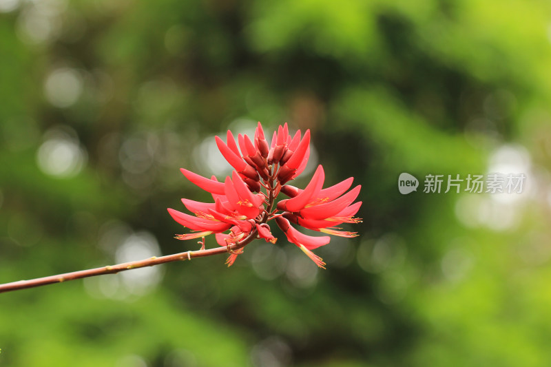 鸡冠刺桐,冠刺桐,海红豆,象牙红,象牙花