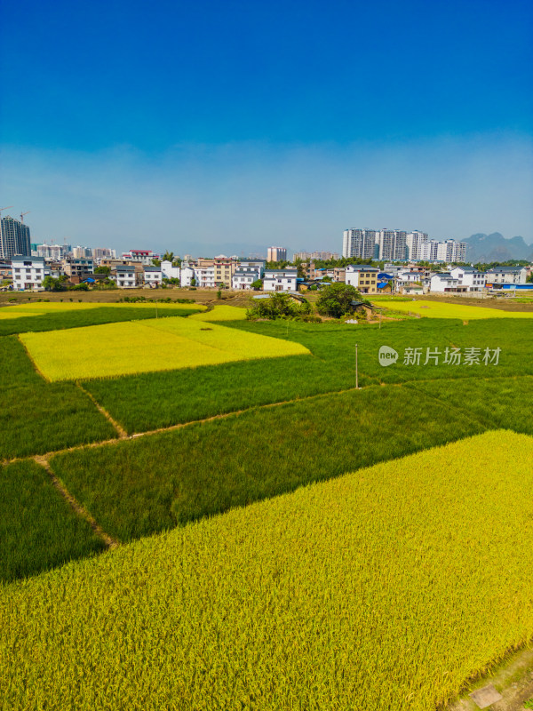 广西贺州稻田风光