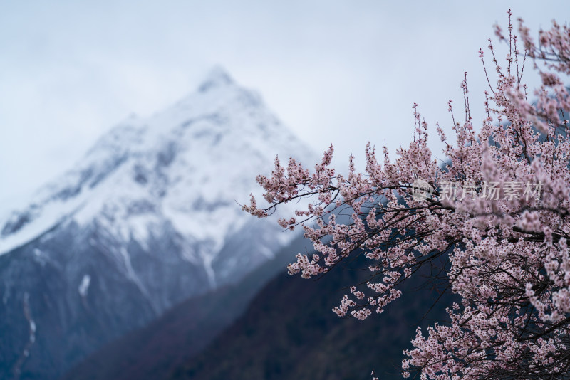 西藏林芝雪山下的桃花