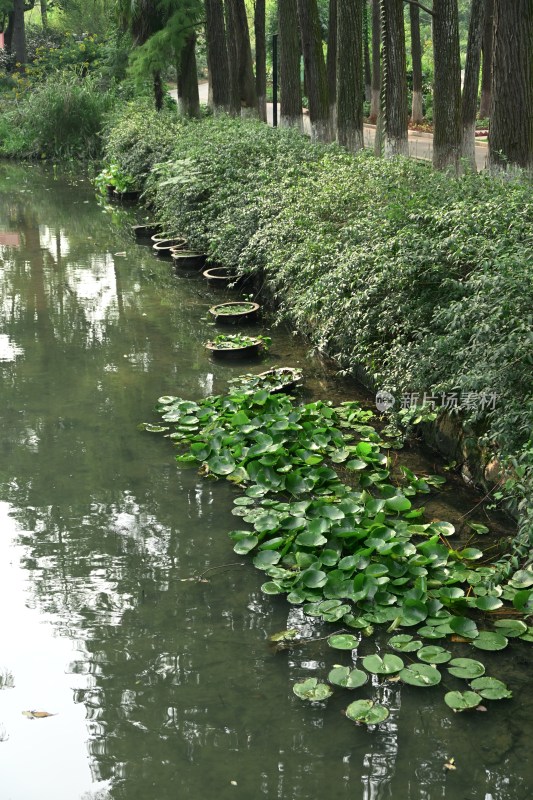 池塘边生长的绿植与水生植物
