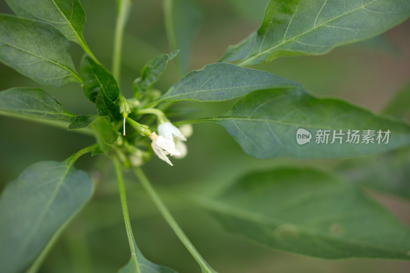 朝天椒上的小白花和小辣椒特写