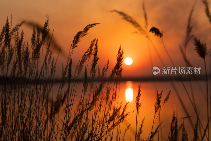 夕阳下湖边芦苇美景