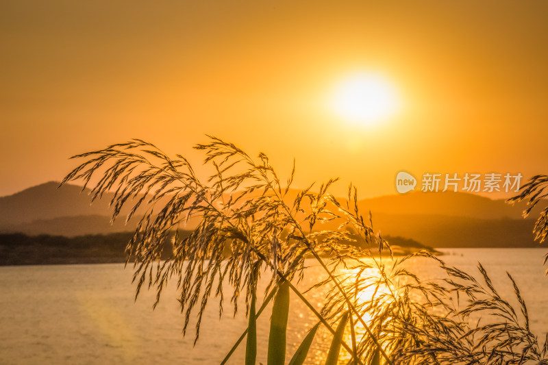 夕阳下河边芦苇荡自然风景