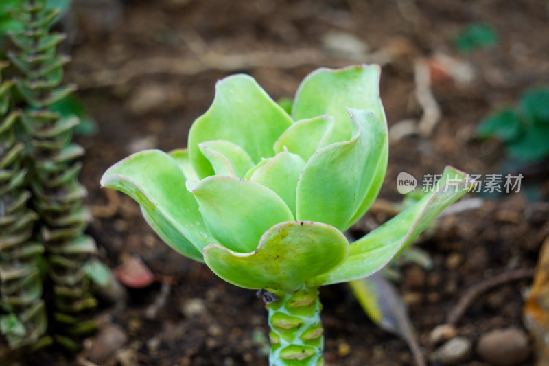 多肉植物黑法师莲花掌实拍