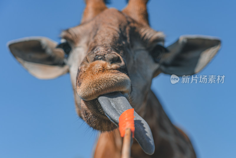 动物园里的长颈鹿特写