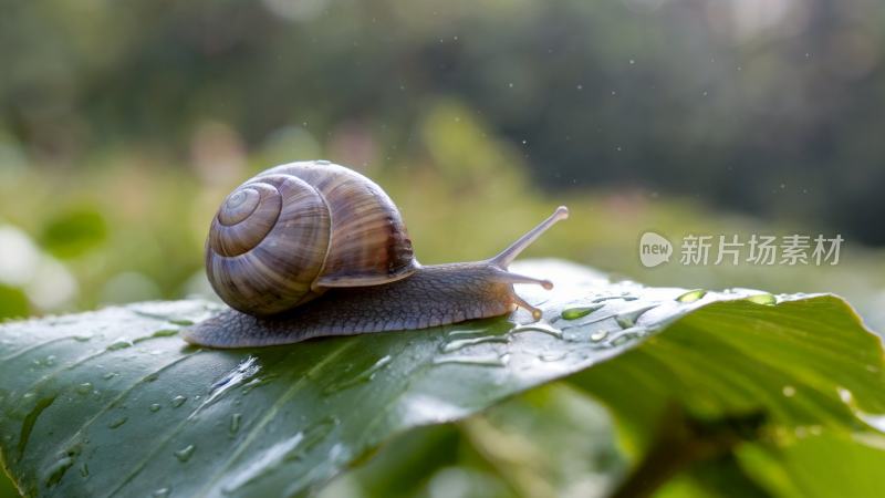 蜗牛在慢慢爬行