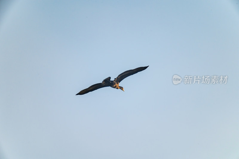 洛阳洛河边湿地里空中飞翔的鱼鹰（鸬鹚）