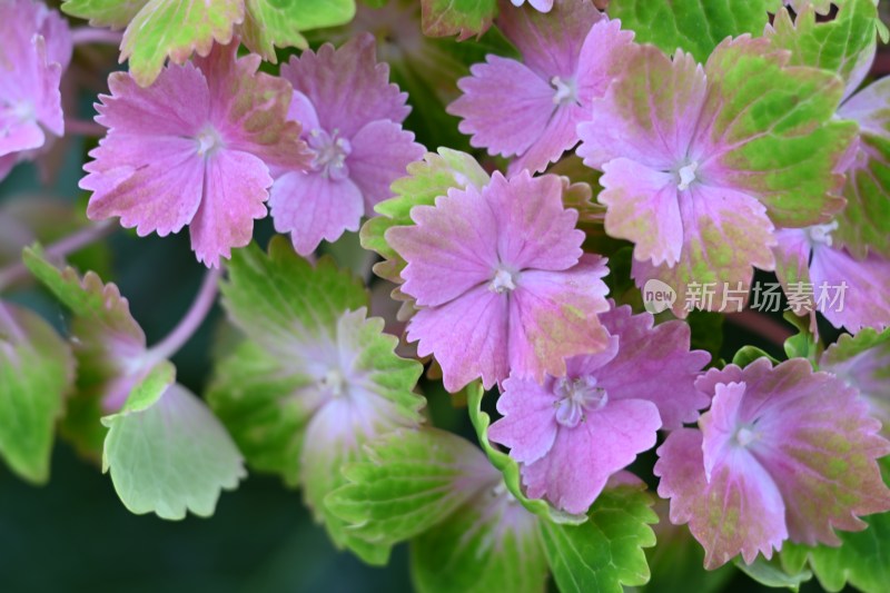 微距粉色花朵绿植特写
