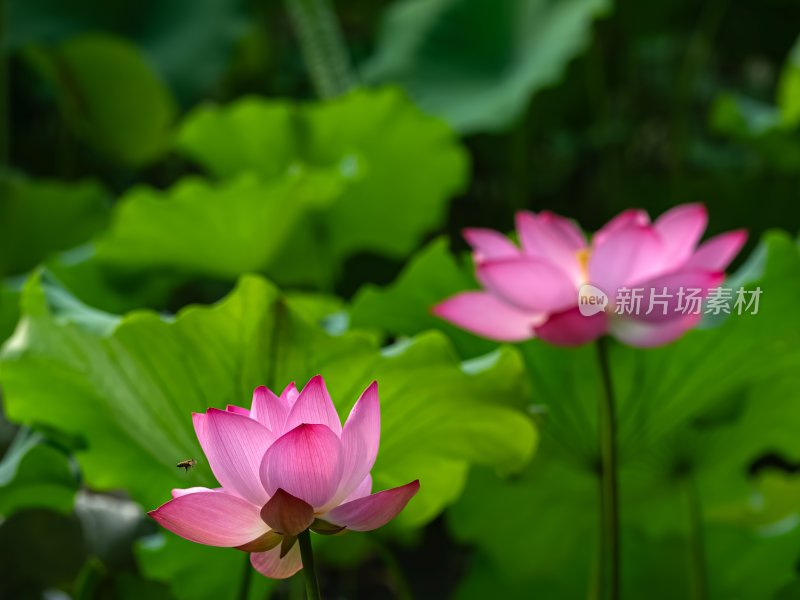 夏季荷塘莲花盛开