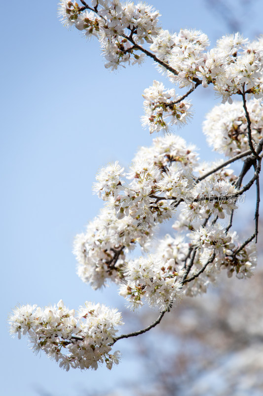 春天晴空下的白色樱花枝头绽放