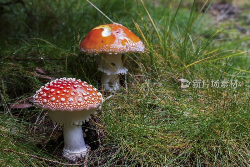 菌类山菌野生菌野生菌蘑菇生长环境