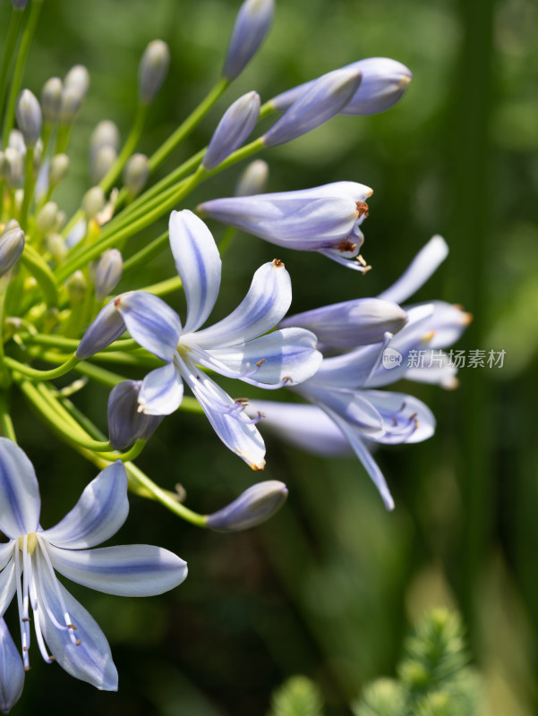 百子莲紫君子兰蓝花君子兰开花特写