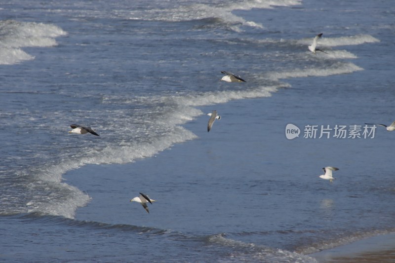 威海金海滩海水浴场龙年春节海浪游客海鸥