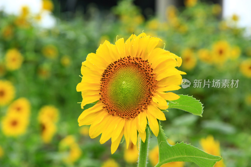 雨水打湿的向日葵