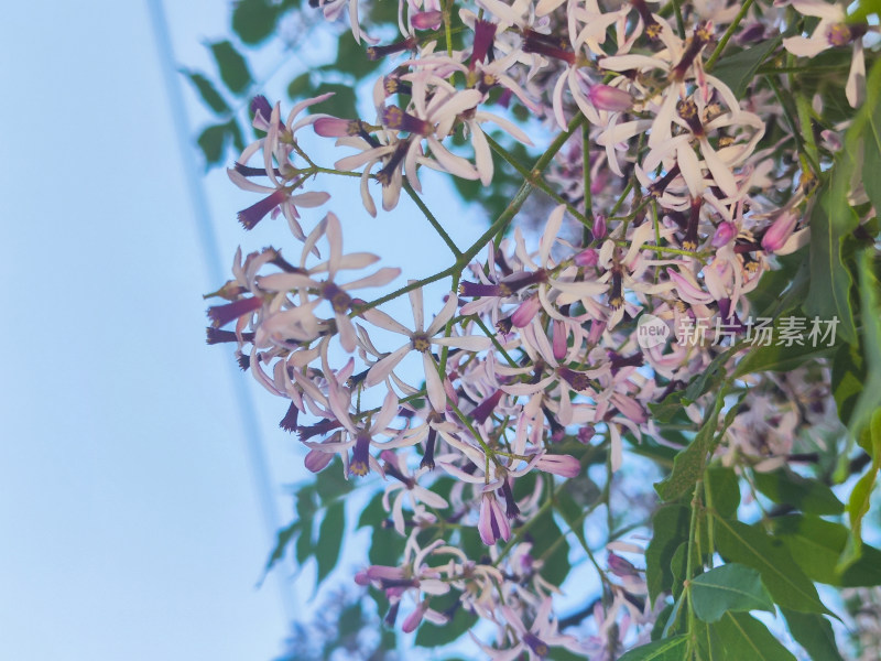 枝头盛开的粉白色花朵近景特写