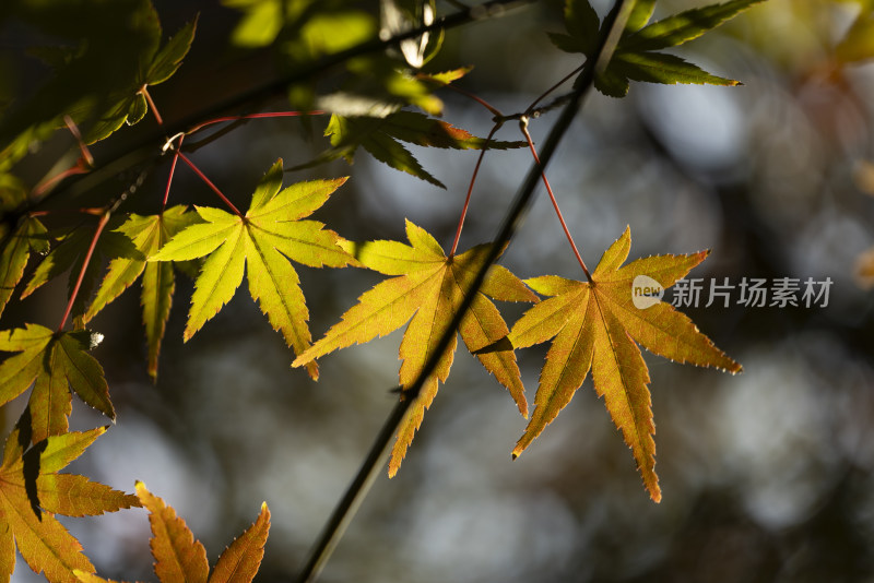 秋天秋景红枫叶枫树枫林自然户外森林空镜