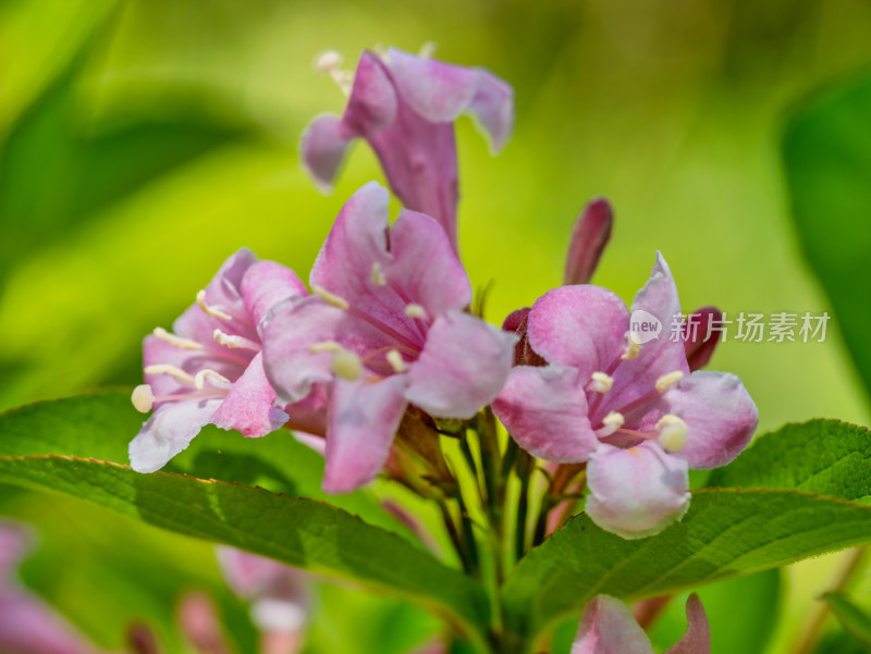 春天的灌木锦带花特写