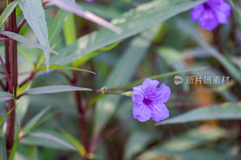 路边，盛开的蓝花草特写