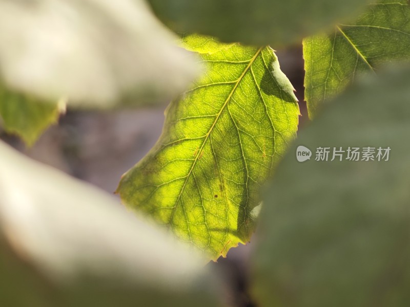 阳光下叶脉清晰的绿叶特写