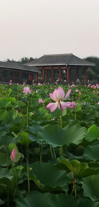 荷花池中的中式建筑风景