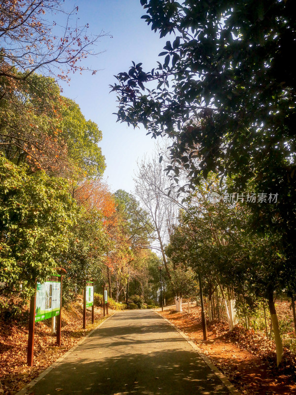 湖南省植物园各种植物摄影图