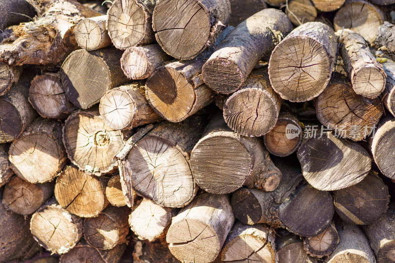 多个树木横截面