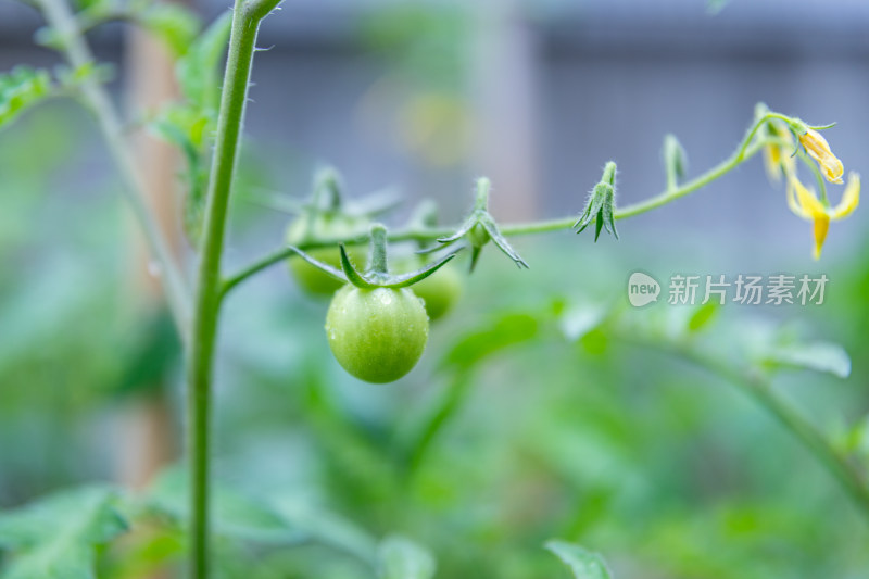 小番茄、番茄树