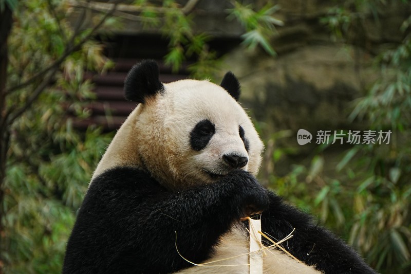 大熊猫悠闲进食竹子