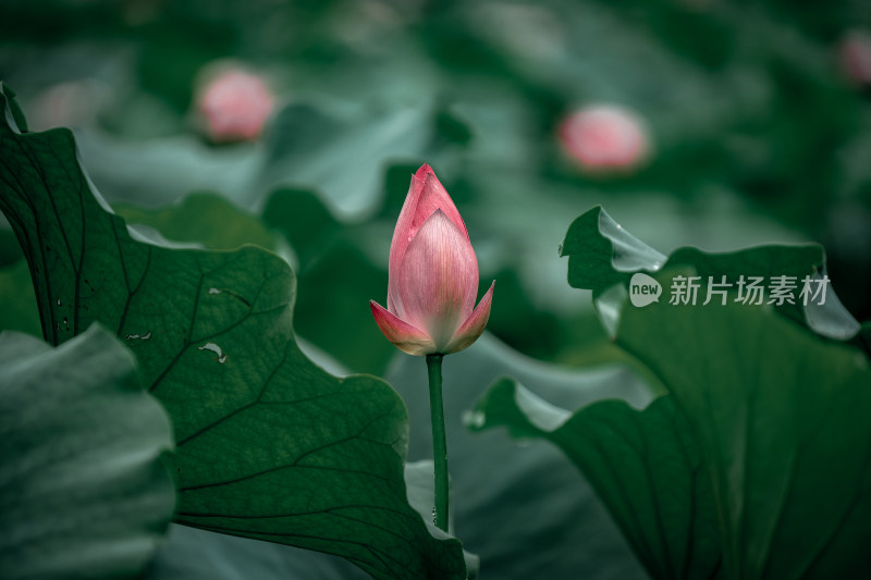 雨后荷花