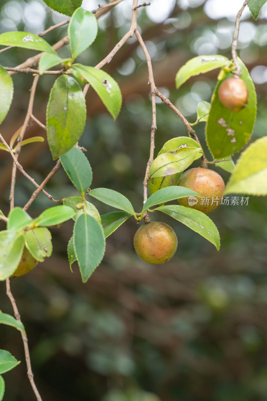 野生油茶籽树