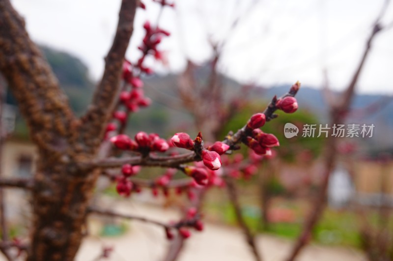 梅花花苞未盛开的梅花特写背景