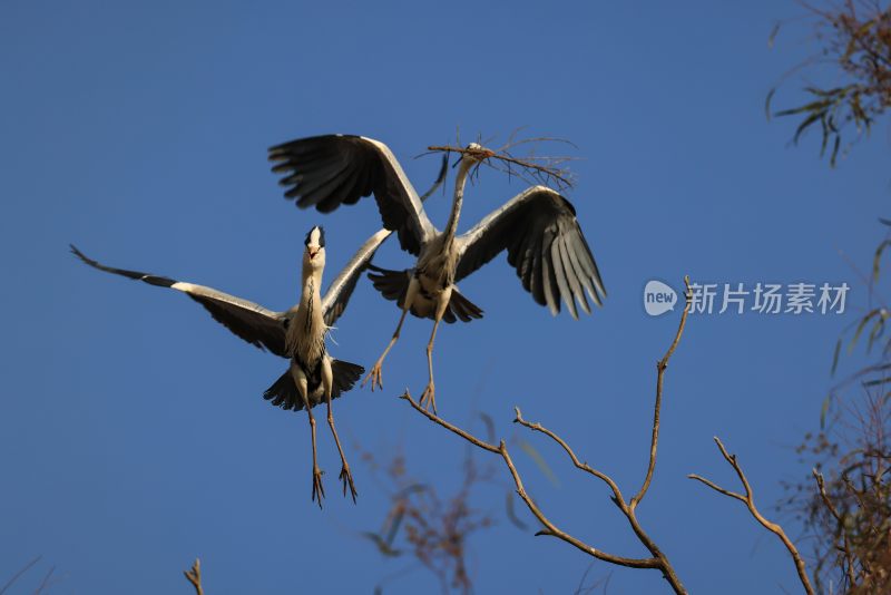 鹭鸟翩跹生态美