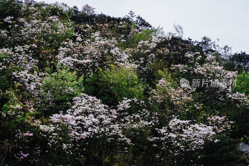 丽江玉龙雪山野生杜鹃花