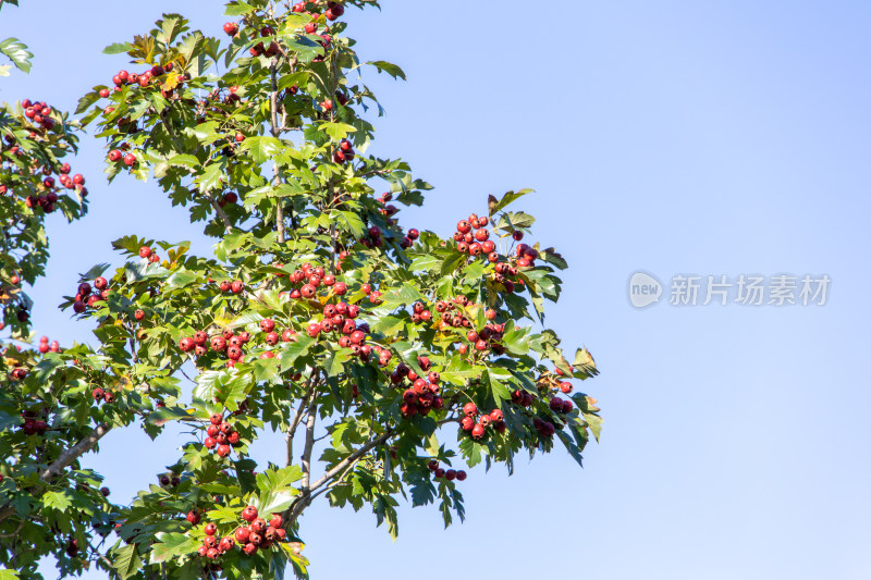 秋日蓝天下红色山楂挂满枝头