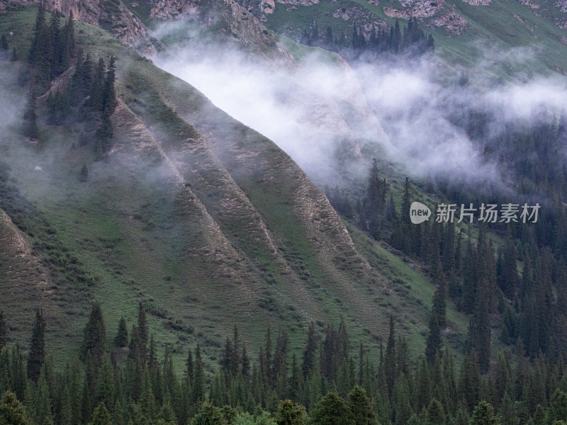 夏天新疆伊犁，晨雾中的山和森林的自然风景