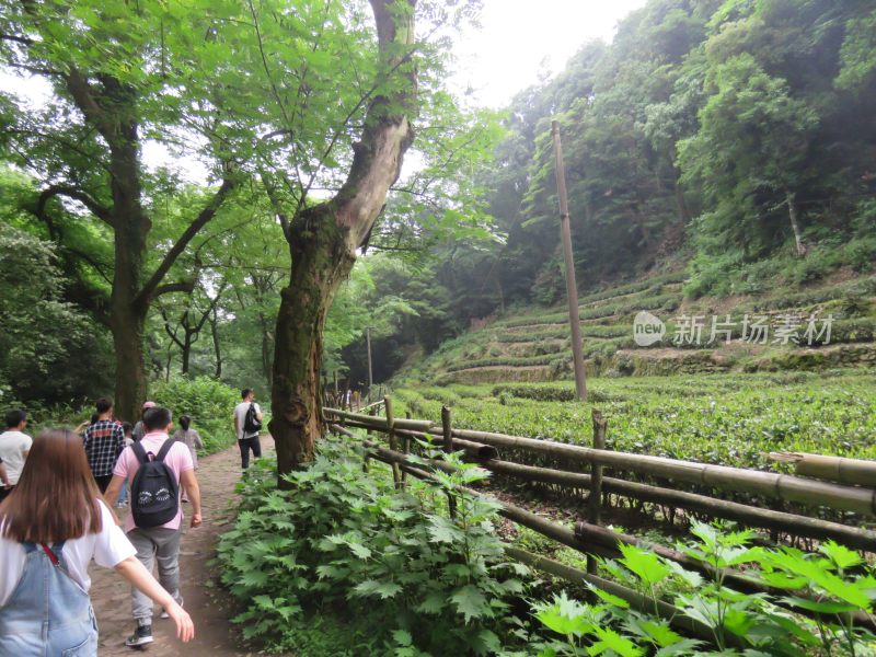 杭州九溪烟树景区