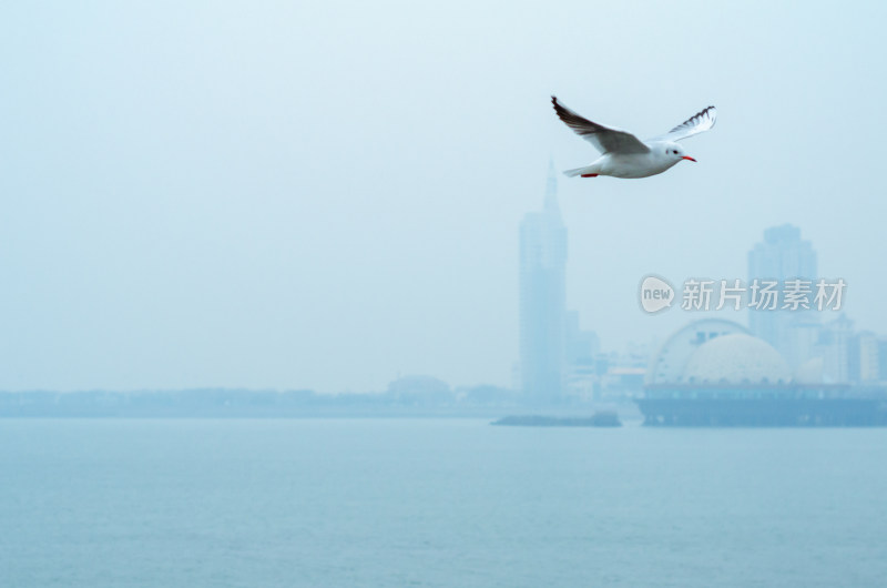 青岛栈桥，在海上飞翔的一只海鸥