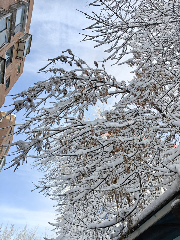 暴雪天银装素裹的树