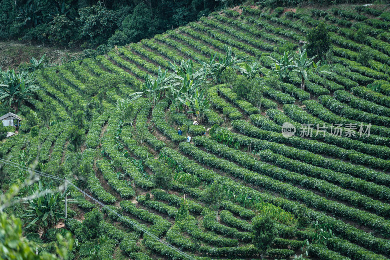 茶园里采摘茶叶的茶农