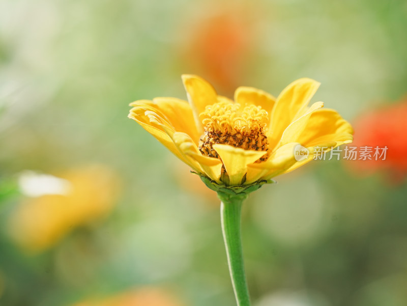 阳光下黄色百日菊特写