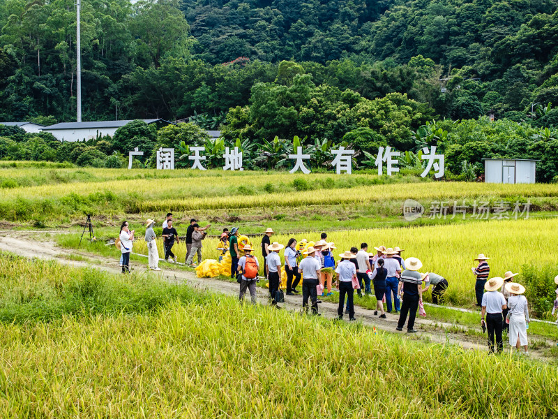 中国广东省广州市白云区太和镇白山村稻田