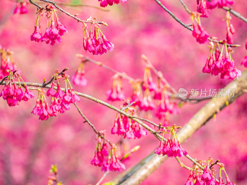 树上粉红色花朵的低角度视图